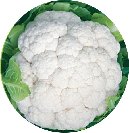 Cauliflower - Gauri